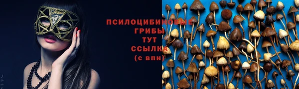 крисы Бородино